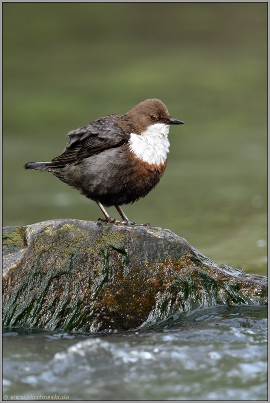 leuchtend weißer Latz... Wasseramsel *Cinclus cinclus* steht  auf einem Stein im Wasser