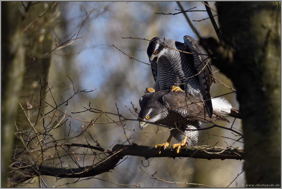 lautstark... Habicht *Accipiter gentilis*, Paarung der Habichte