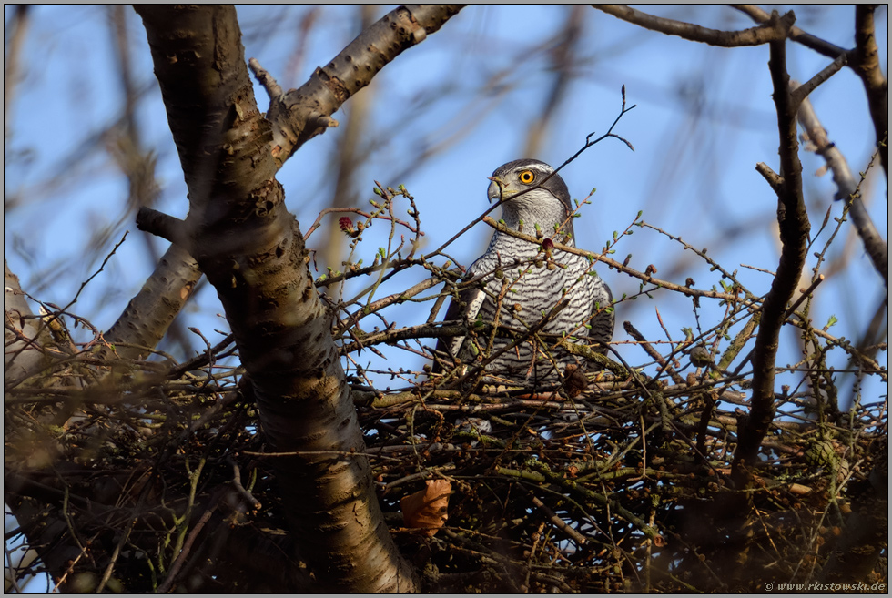 wachsam... Habicht *Accipiter gentilis*, Habichtweibchen behält den Überblick