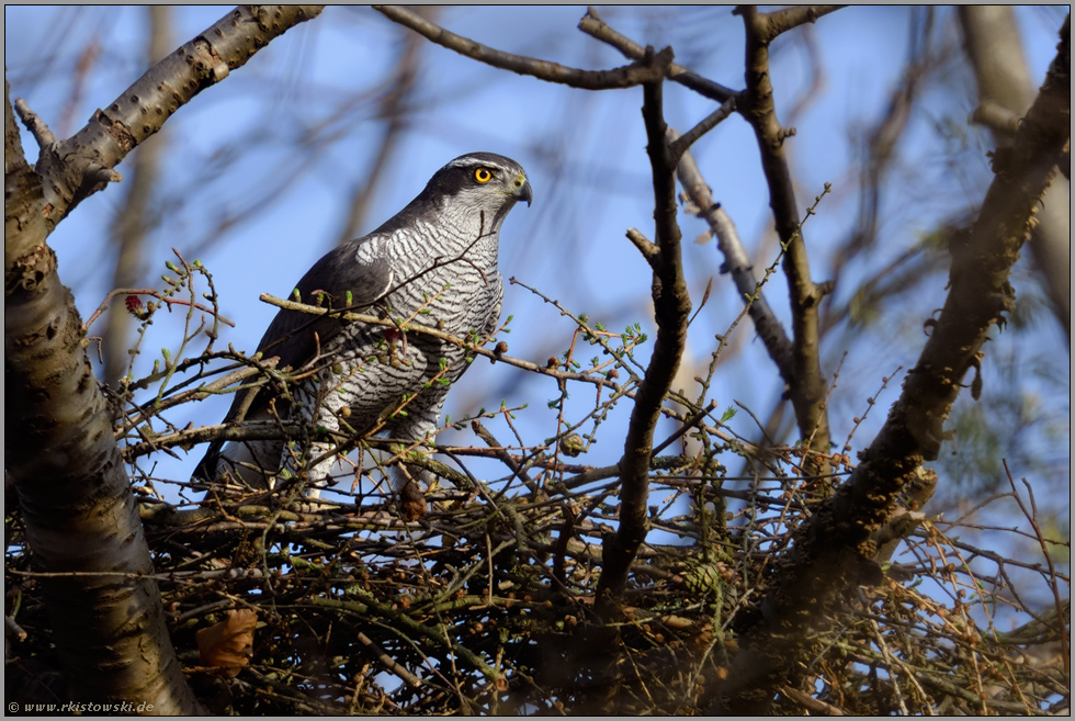 auf dem Horstrand... Habicht *Accipiter gentilis*, Habichtweibchen