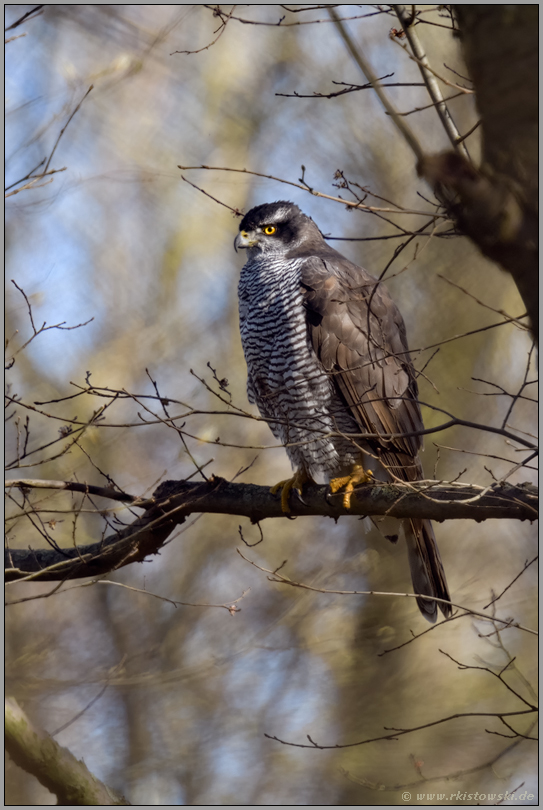 nach der Kopulation... Habicht *Accipiter gentilis*, Habichtweibchen ruht hoch oben im Baum