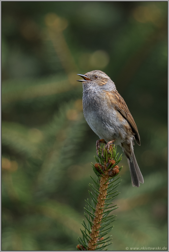 Vogelgesang... Heckenbraunelle *Prunella modularis* singt hoch oben auf einer Tannenspitze