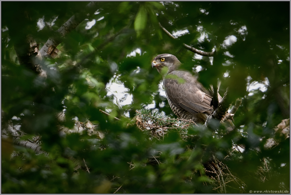 frisch begrünter Horst... Habicht *Accipiter gentilis*, Habichtweibchen am Nest