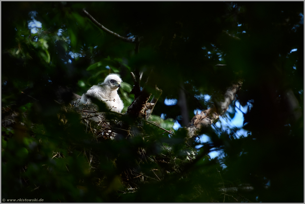 Dunenjunges... Habicht *Accipiter gentilis*, Jungvogel im ersten Federkleid