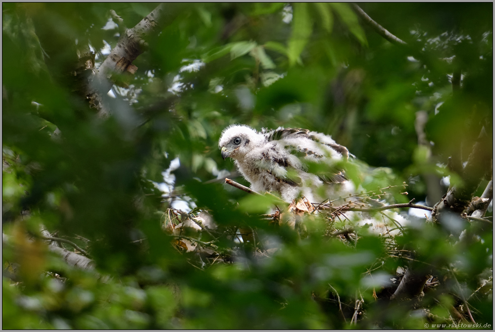 in der Mauser... Habicht *Accipiter gentilis*, Habichtküken mausert aus dem Dunenkleid ins Jugendkleid