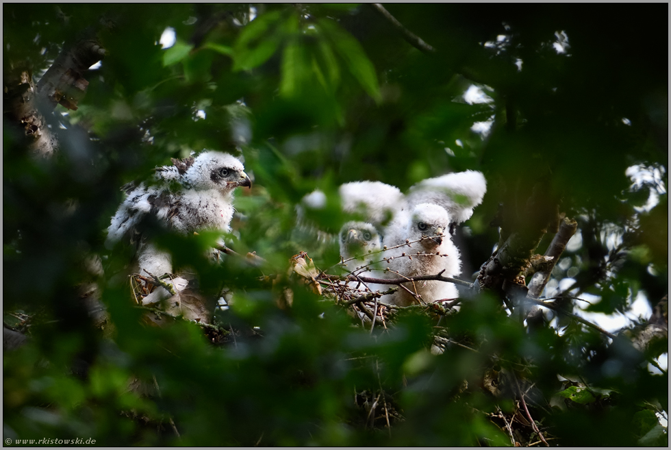 viel Bewegung auf dem Horst... Habicht *Accipiter gentilis*, ca. 4 Wochen alte Jungvögel im Nest