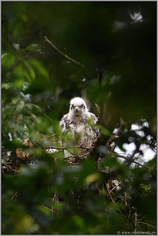 ernster Blick... Habicht *Accipiter gentilis*, noch nicht flügger Jungvogel auf seinem Horst