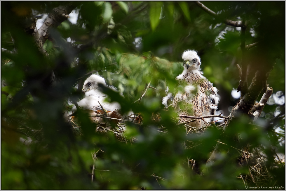 Rundumblick... Habicht *Accipiter gentilis*, Jungvögel auf dem Rand ihres Nestes