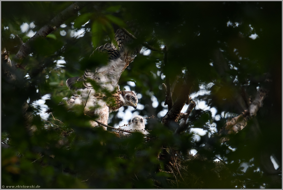 Flugtraining... Habicht *Accipiter gentilis*, Jungvogel schlägt mit den Flügeln