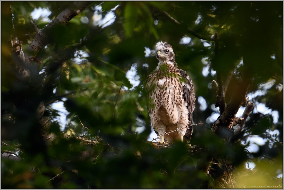 erstaunliche Fortschritte... Habicht *Accipiter gentilis*, mauserndes Habichtküken, Jungvogel