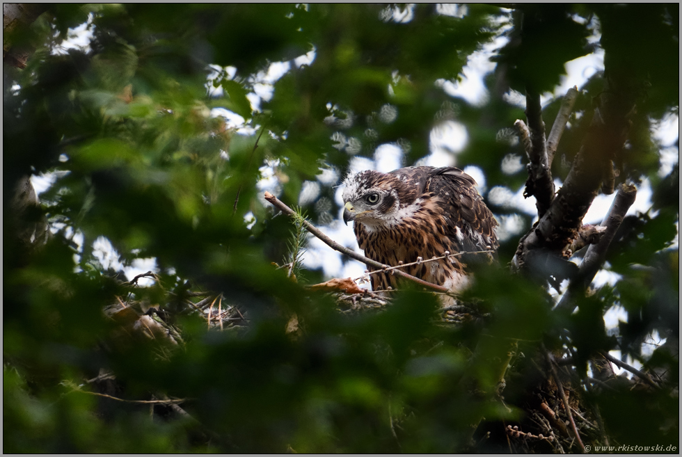 auf dem Horst... Habicht *Accipiter gentilis*, noch nicht flügger Jungvogel, Nestling