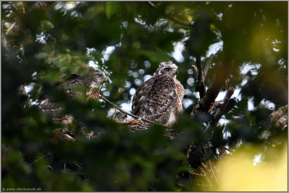 3 Schnäbel... Habicht *Accipiter gentilis*, bereits ältere Habichtnestlinge auf ihrem Horst in der Baumkrone