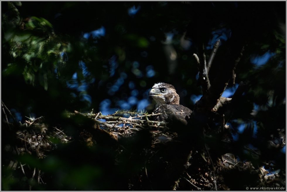 quickfidel... Habicht *Accipiter gentilis*, bereits älteres, bald flügges Habichtküken auf seinem Horst