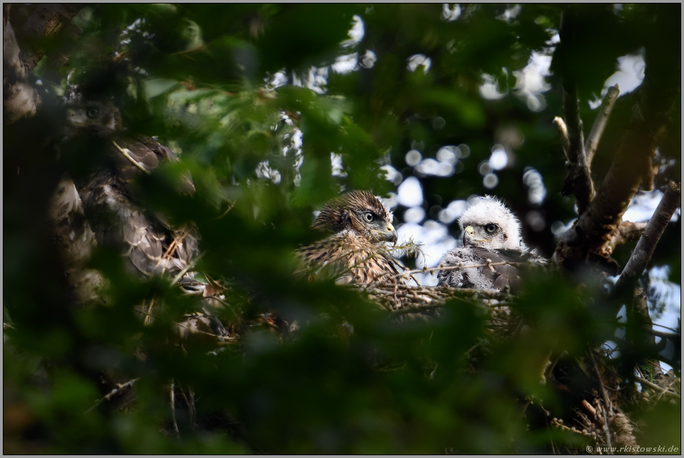 erhebliche Unterschiede... Habicht *Accipiter gentilis*, Habichtküken, Jungvögel in der Mauser