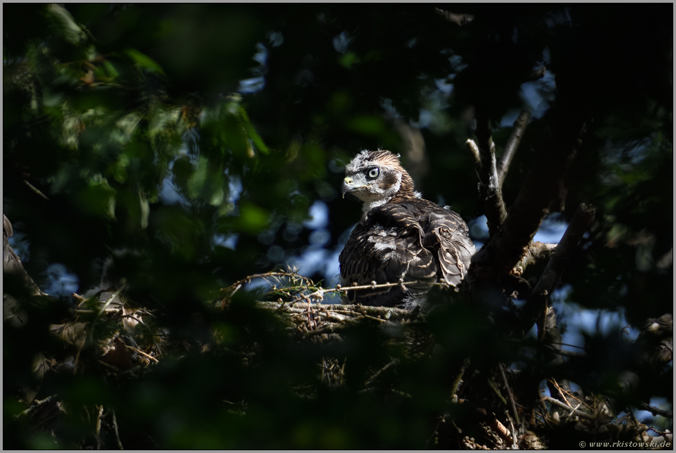 grimmiger Blick... Habicht *Accipiter gentilis*, bald flügges Habichtküken hockt auf dem Horst, schaut sich um