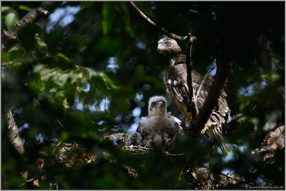 ungleiche Geschwister... Habicht *Accipiter gentilis*, junge Habichte auf ihrem Horst