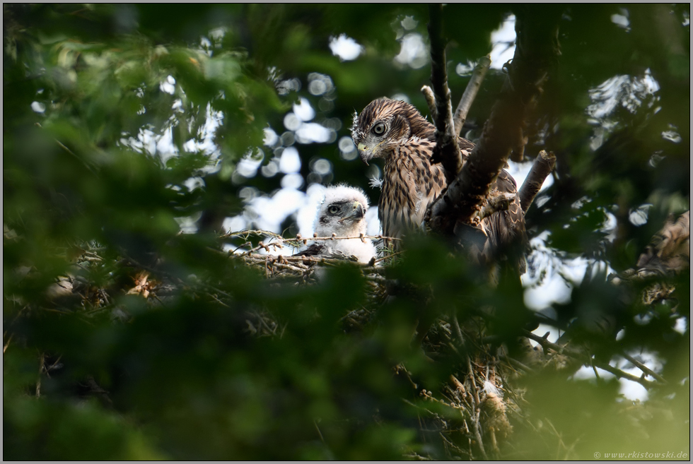 gutes Miteinander... Habicht *Accipiter gentilis*, junge Habichte auf ihrem Horst