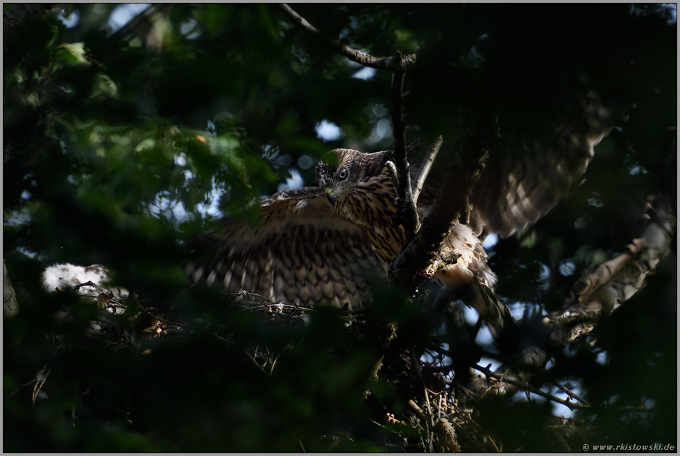 kurz vor dem Flüggewerden... Habicht *Accipiter gentilis*, aus Nestlingen werden Ästlinge