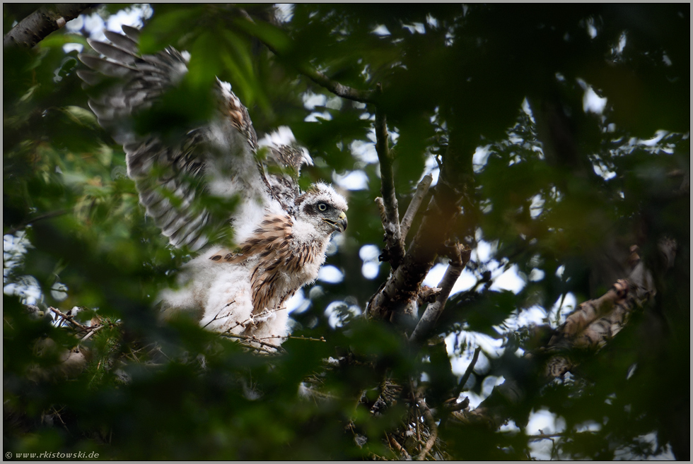 Fortschritte... Habicht *Accipiter gentilis*, Jungvogel trainiert auf dem Horstrand die Flugmuskultur