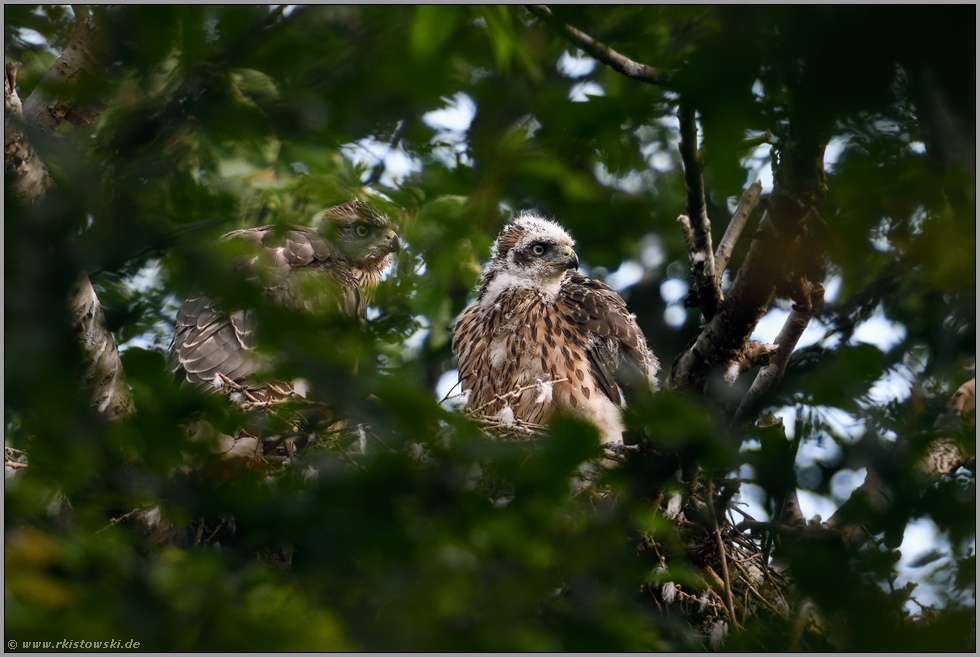 bald flügge... Habicht *Accipiter gentilis*, mausernde Junghabichte, Nestlinge auf ihrem Horst