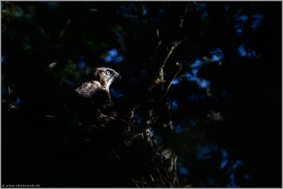 noch einmal zurück auf dem alten Horst... Habicht *Accipiter gentilis*, bereits flügger Jungvogel sitzt noch mal im Nest