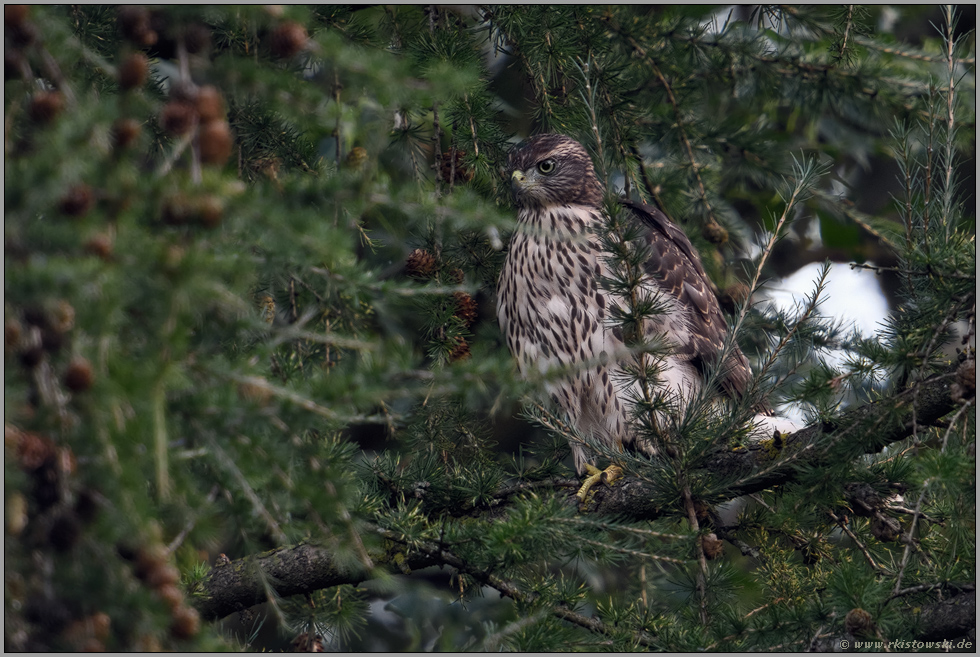 in den Lärchen... Habicht *Accipiter gentilis*, Jungvogel zwischen den Ästen einer Lärche