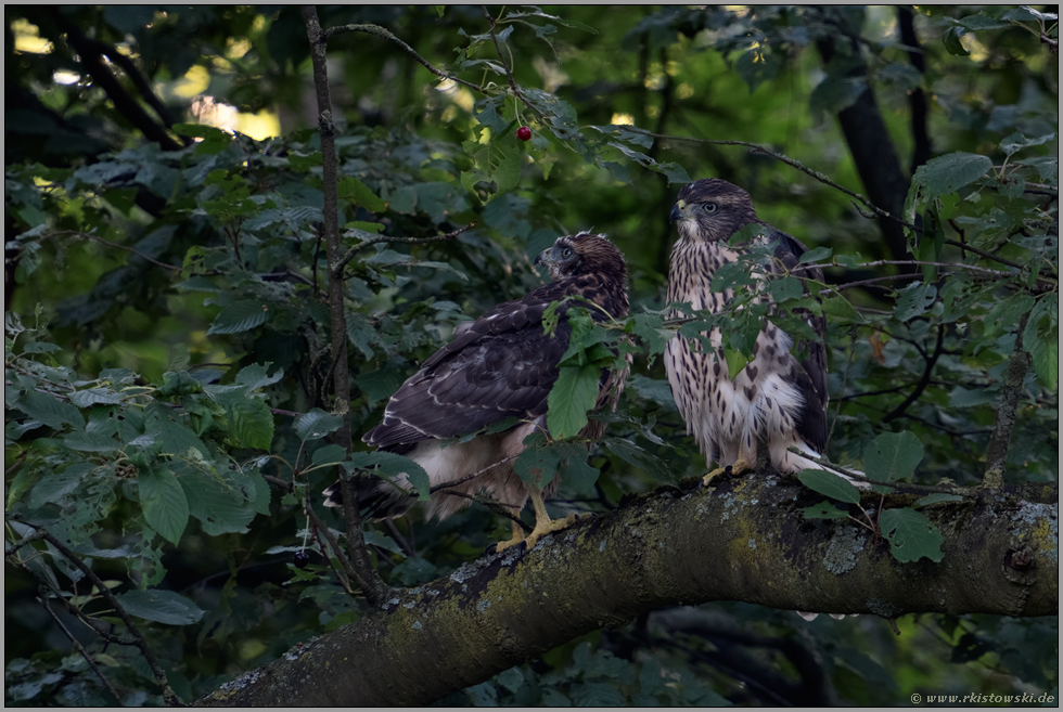 in der Wildkirsche... Habicht *Accipiter gentilis*, zwei flügge Junghabichte, Geschwister in der späten Mauser