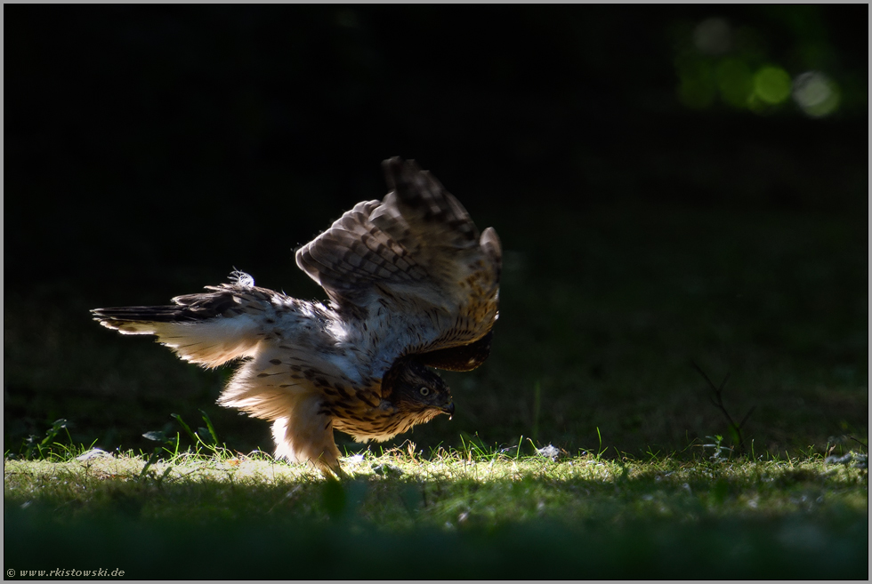 im Lichtspot... Habicht *Accipiter gentilis* bei der Morgengymnastik, dehnt sich, reckt die Flügel