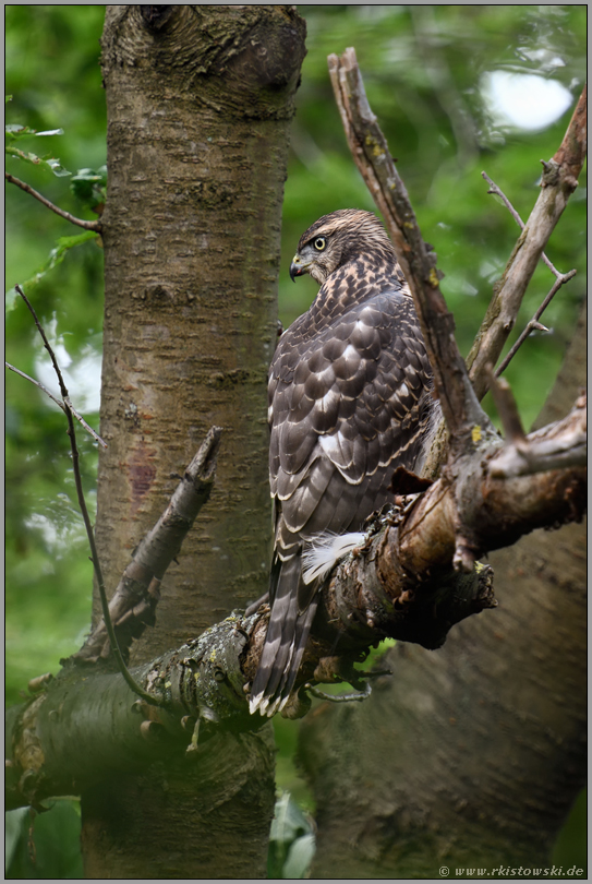 im Wald... Habicht *Accipiter gentilis*, Jungvogel, Rothabicht sitzt in den Bäumen, perfekte Tarnung