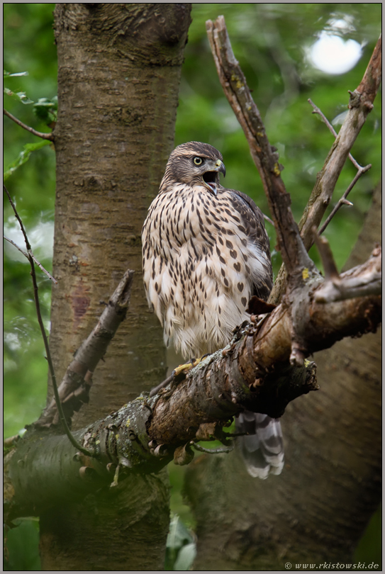 lautstark... Habicht *Accipiter gentilis*, flügger Jungvogel, Rothabicht sitzt im Baum, ruft