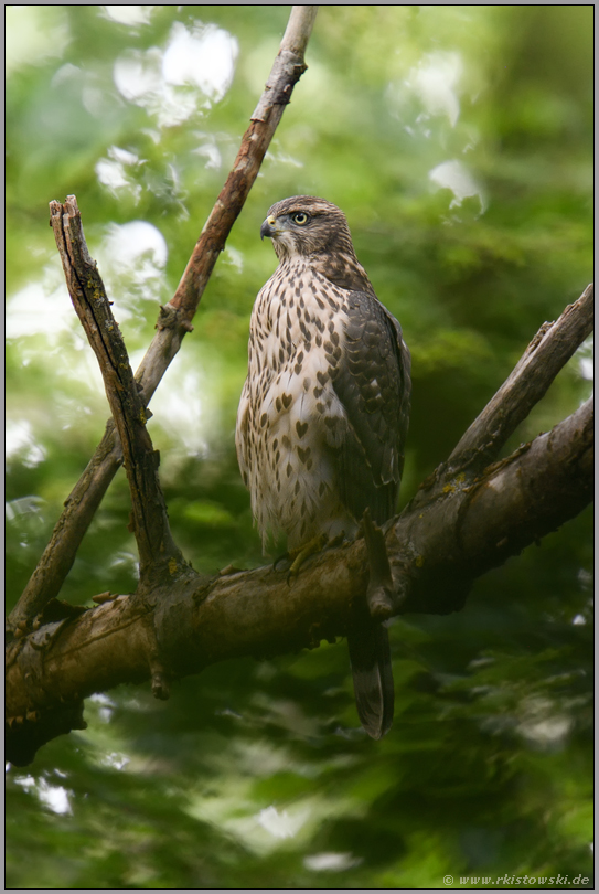 kerzengerade... Habicht *Accipiter gentilis*, diesjähriger Jungvogel, Rothabicht in den Baumkronen