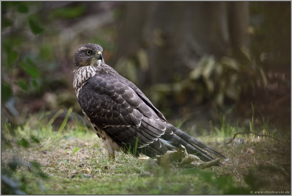 der Blick zurück...  Habicht *Accipiter gentilis*, flügger Jungvogel, Rothabicht am Boden im Wald