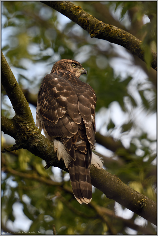 hoch oben im Baum... Habicht *Accipiter gentilis*, Rothabicht, typischer Anblick