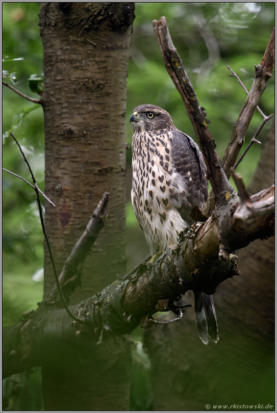 typischer Waldvogel... Habicht *Accipiter gentilis* in den Bäumen