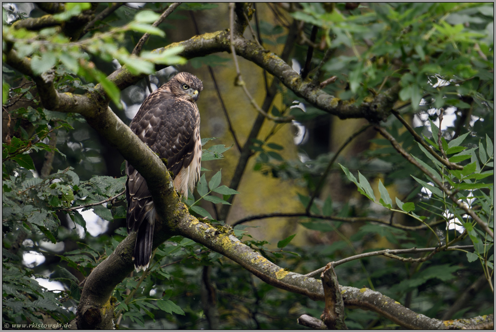 im Baum sitzend... Habicht *Accipiter gentilis*, junger Habicht ruht versteckt im Geäst eines Baumes