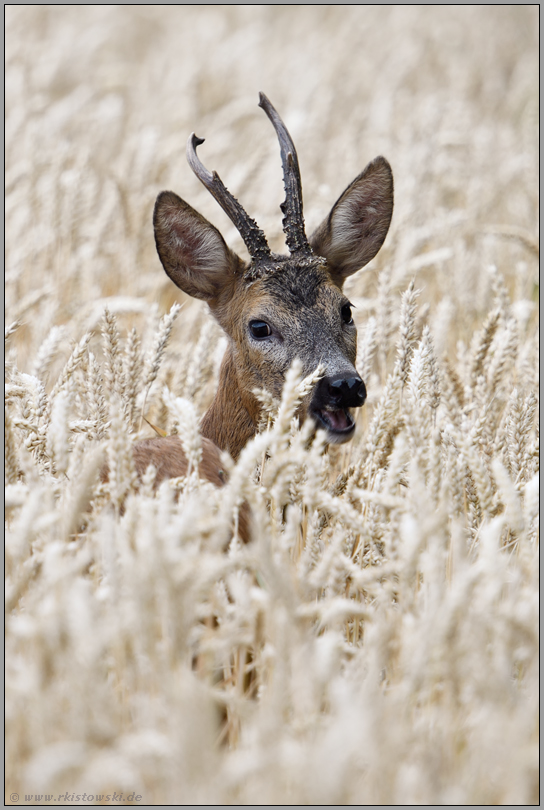 ein Blick über die Schulter... Reh *Capreolus capreolus*, Rehbock im reifen Weizenfeld, frisst vom Getreide