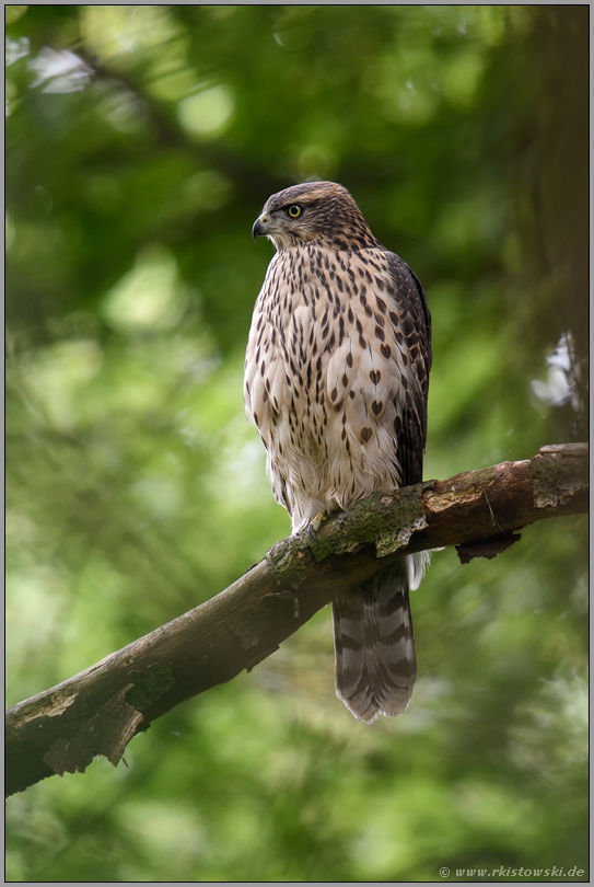 stiller Beobachter... Habicht *Accipiter gentilis*, junger Habicht sitzt auf einem Baum, beobachtet die Umgebung