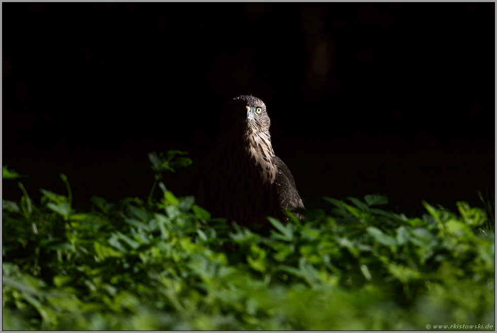 wo Licht ist, ist auch Schatten...  Habicht *Accipiter gentilis*, Jungvogel im Spotlicht am Boden