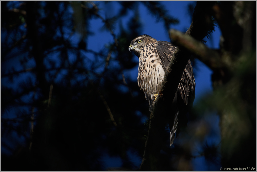 stimmungsvoll... Habicht *Accipiter gentilis*, junger Habicht im sehr frühen Morgenlicht im Baum