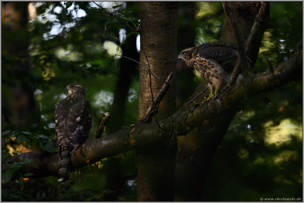 den Schalk im Nacken... Habicht *Accipiter gentilis*, junge Habichte beobachten das Geschehen im Wald