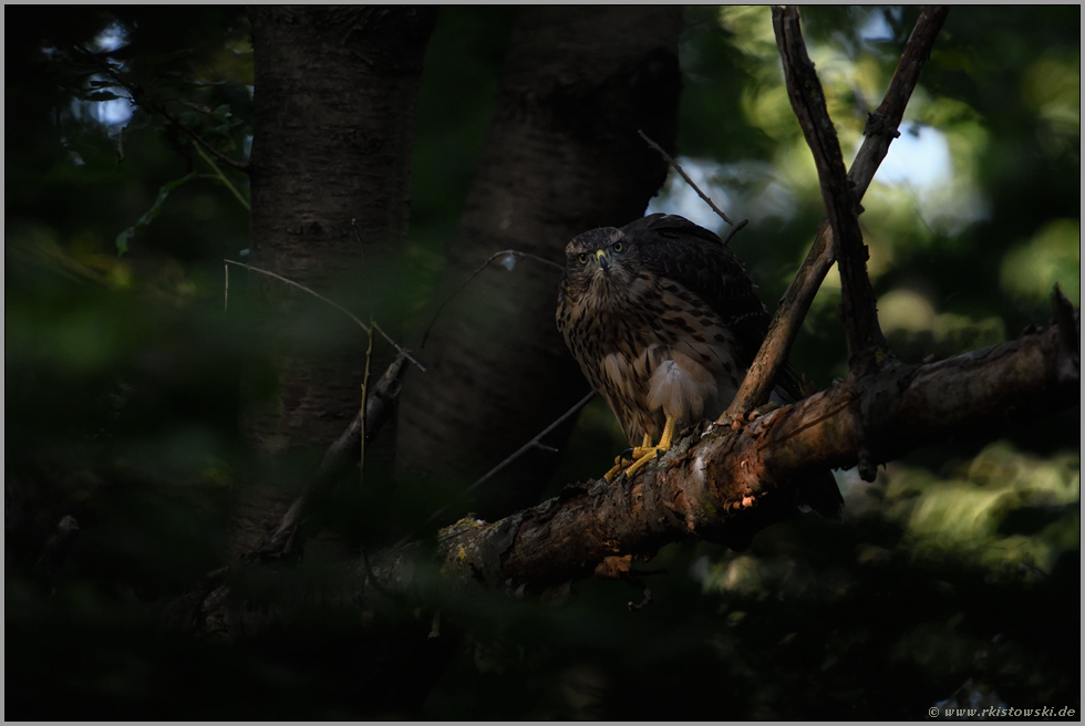 wenn Blicke töten könnten... Habicht *Accipiter gentilis*, junger Habichte im Baum, direkter Blickkontakt