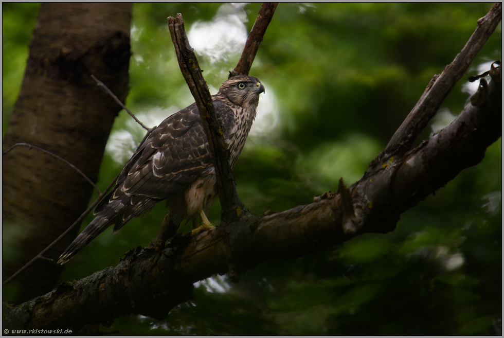 im dunklen Wald...  Habicht *Accipiter gentilis*, Jungvogel in den Baumkronen