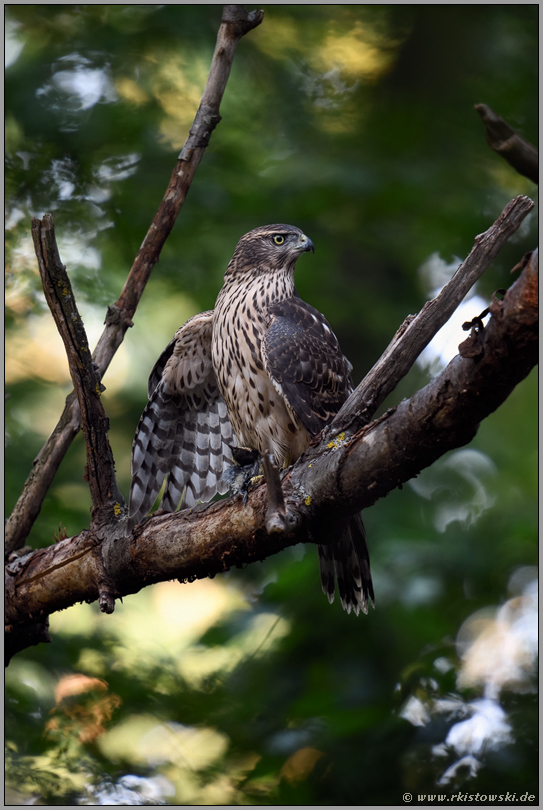 sichernd... Habicht *Accipiter gentilis* nach erfolgreichem Beutefang, mantelt über erbeuteter Kohlmeise