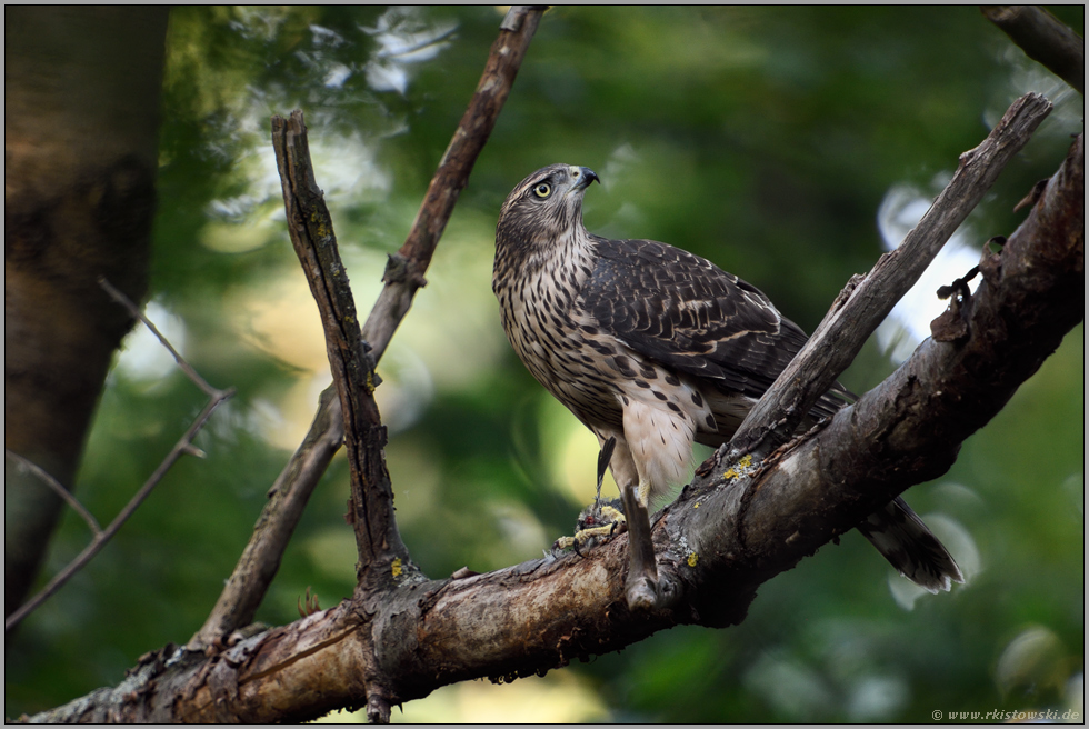 aufmerksam sichernd... Habicht *Accipiter gentilis* während der Mahlzeit