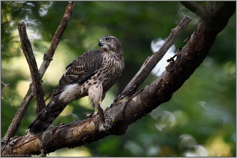 eleganter, aber heimlicher Greifvogel... Habicht *Accipiter gentilis* im Wald