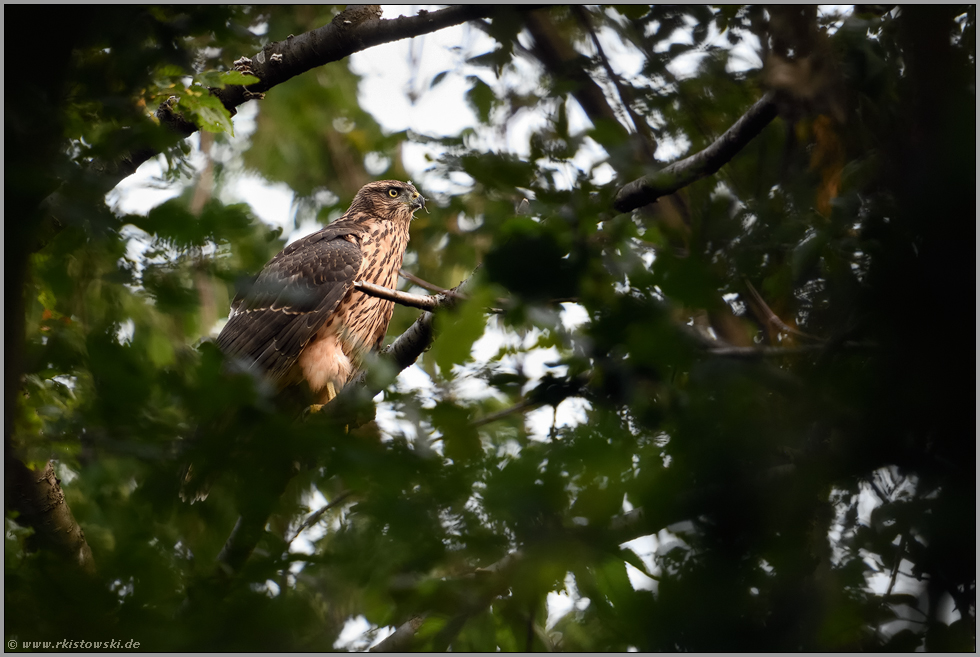 hoch oben in den Baumkronen...  Habicht *Accipiter gentilis*, Rothabicht im Geäst der Bäume