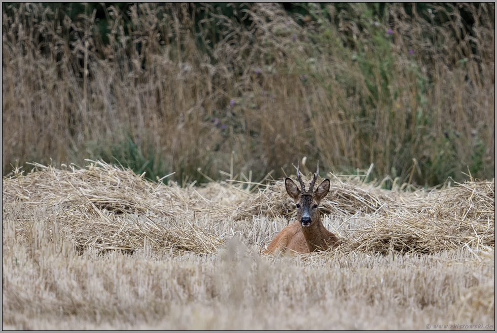 ein Bett im Kornfeld... Reh *Capreolus capreolus*, Rehbock ruht im frisch gemähten Getreidefeld, Stoppelfeld