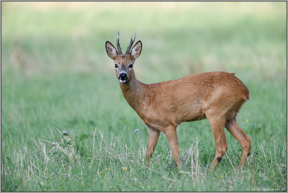 aufmerksam sichernd... Reh *Capreolus capreolus*, Rehbock auf einer sommerlichen Wiese