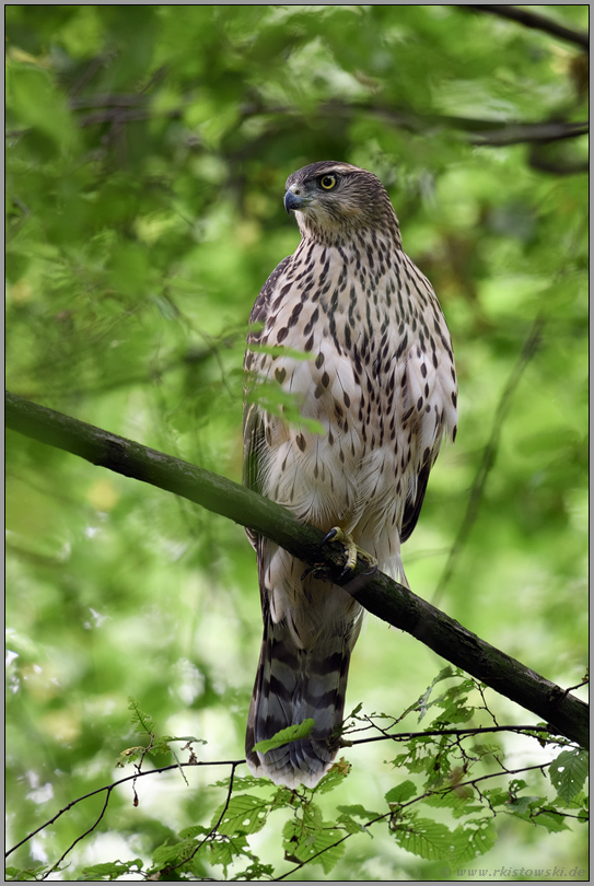 aufmerksamer, scharfer Blick... Habicht *Accipiter gentilis* im Geäst des Waldes