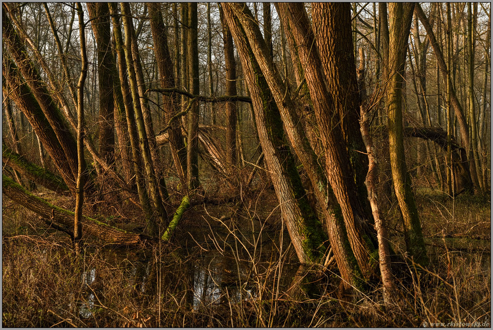 im Sumpfwald... Meerbusch *Lanker Bruch*, sumpfiger Auwald im Bereich einer vor Jahrhunderten verlandeten Rheinschlinge, Altrhein